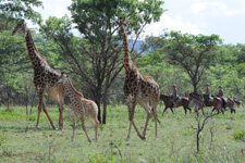 South Africa-Waterberg-Triple B Ranch